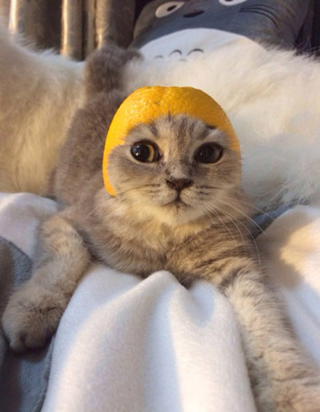 Cat in citrus fruit hat.