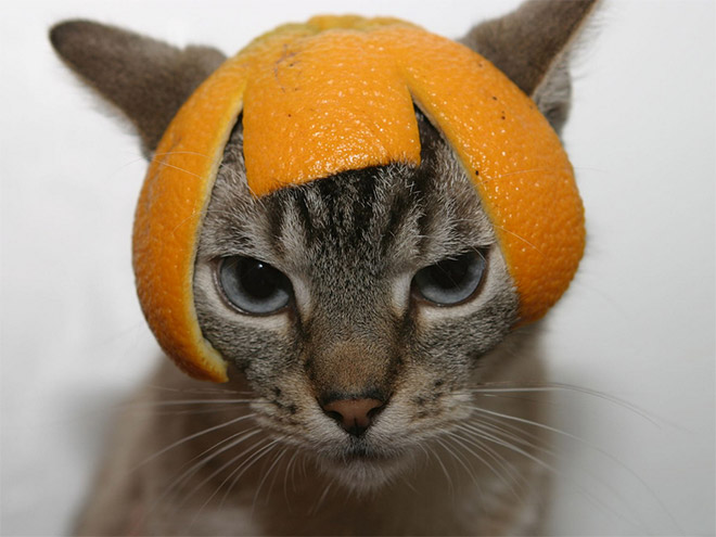 Cat in citrus fruit hat.