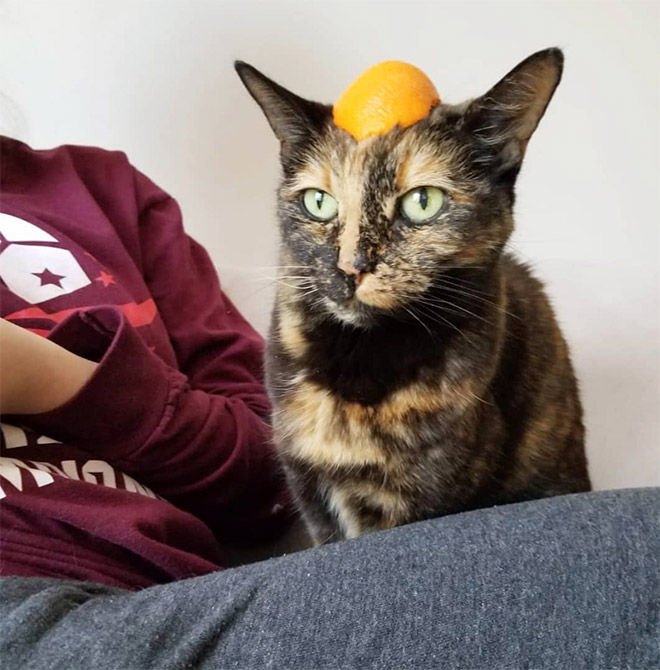 Cat in citrus fruit hat.