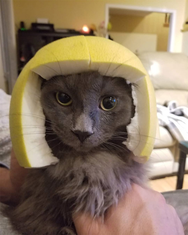 Cat in citrus fruit hat.