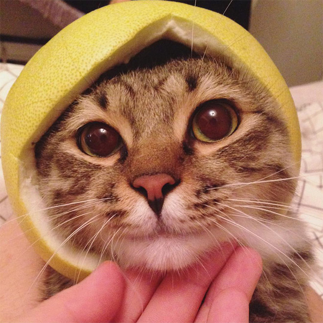 Cat in citrus fruit hat.