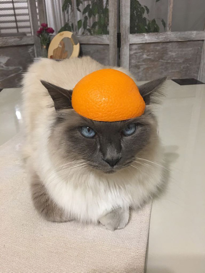 Cat in citrus fruit hat.