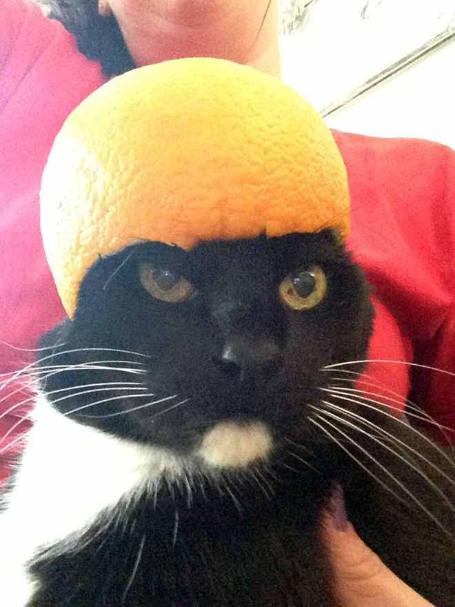 Cat in citrus fruit hat.