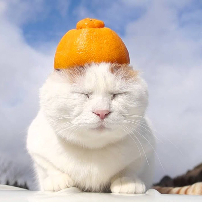 Cat in citrus fruit hat.