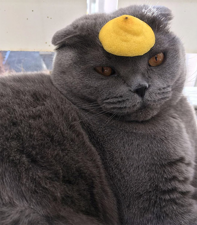 Cat in citrus fruit hat.