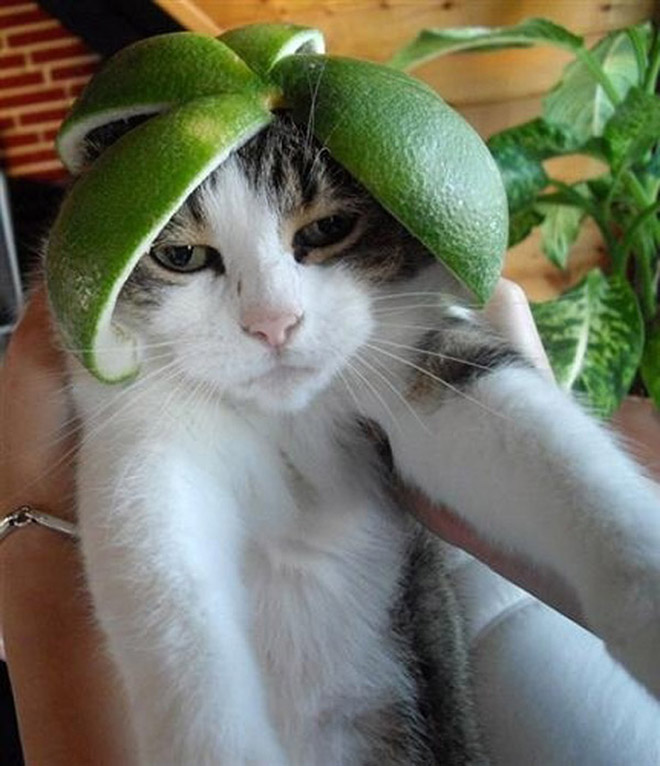 Cat in citrus fruit hat.