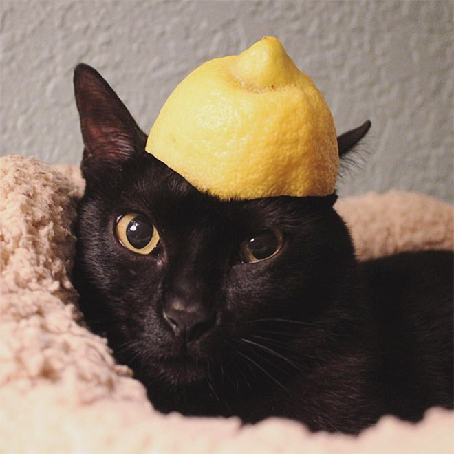 Cat in citrus fruit hat.