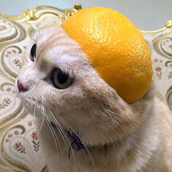 Cat in citrus fruit hat.