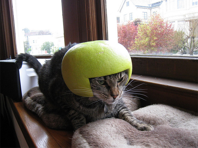 Cat in citrus fruit hat.