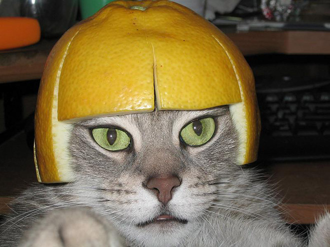 Cat in citrus fruit hat.