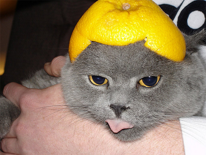 Cat in citrus fruit hat.