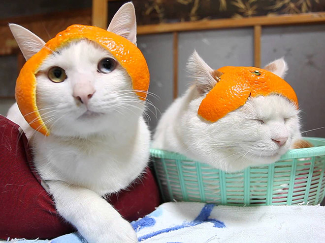 Citrus hat cats.