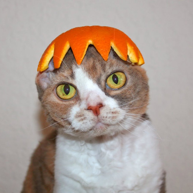 Cat in citrus fruit hat.