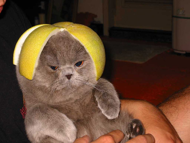 Cat in citrus fruit hat.