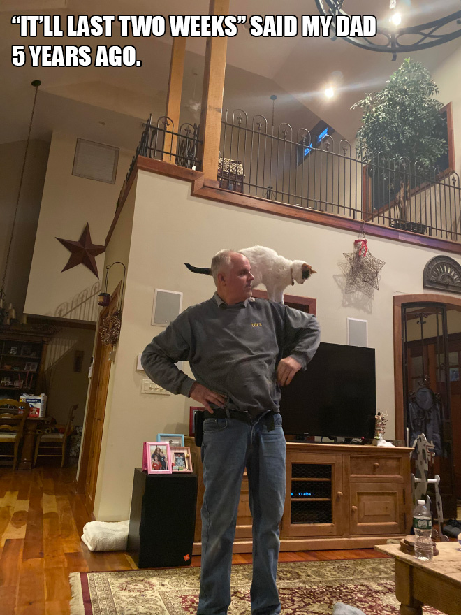 Dad vs. cat.