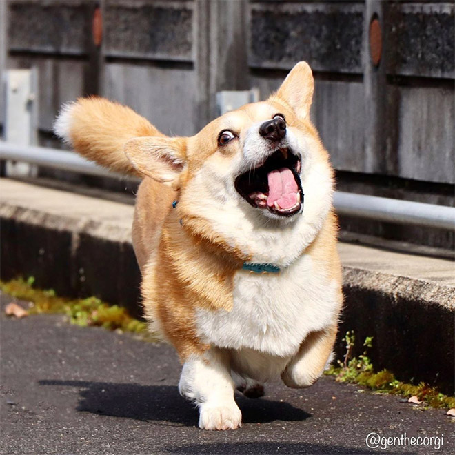 Goofy corgi.