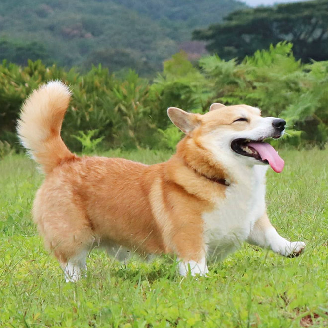 Goofy corgi.