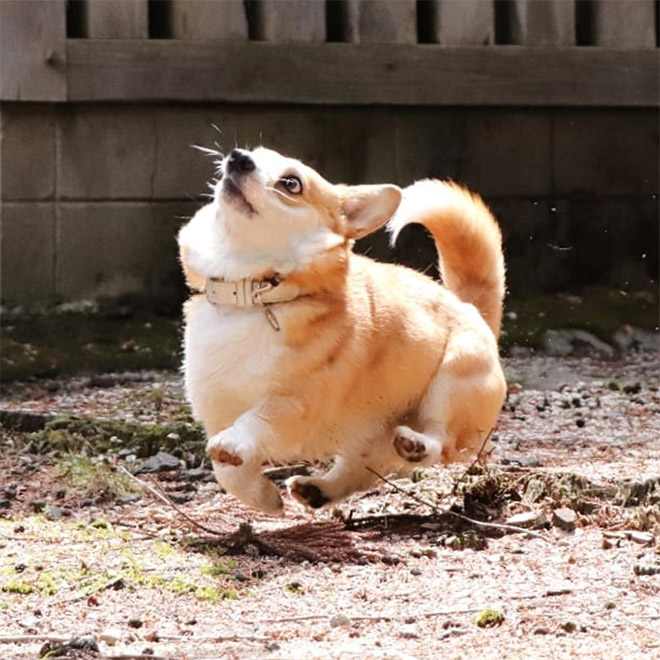 Goofy corgi.