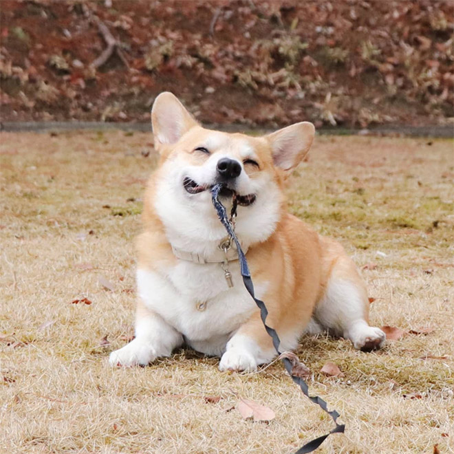 Goofy corgi.