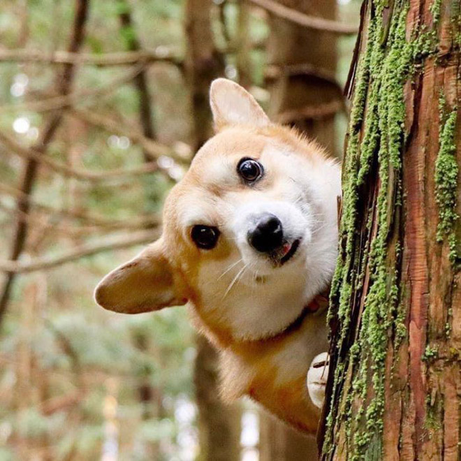 Goofy corgi.