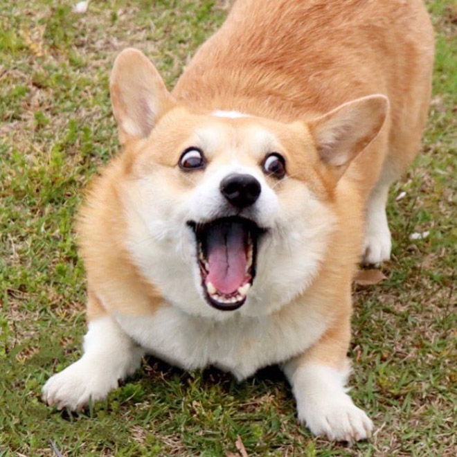 Goofy corgi.