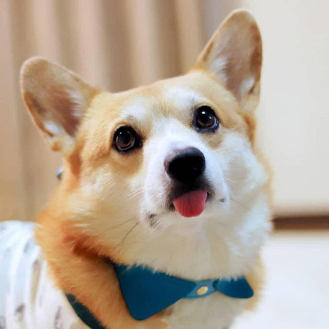 Goofy corgi.