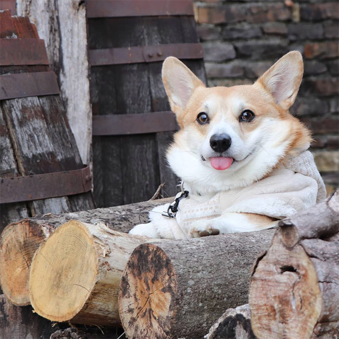 Goofy corgi.