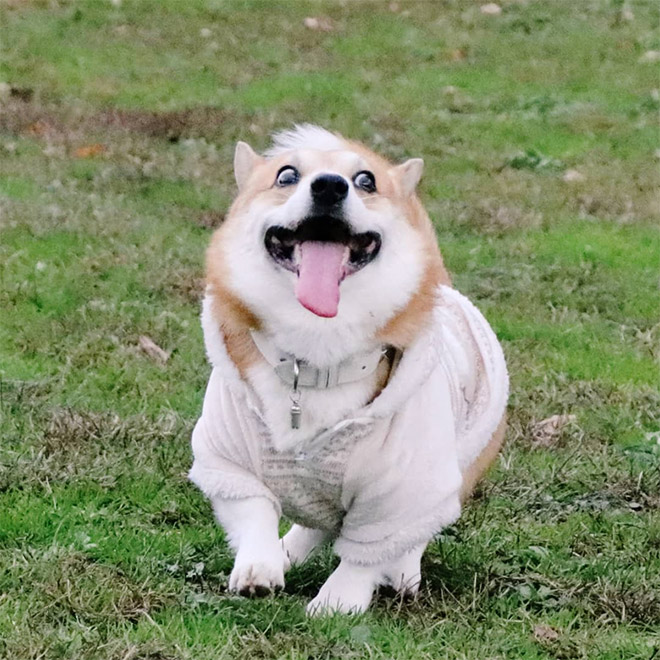 Goofy corgi.