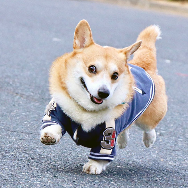 Goofy corgi.