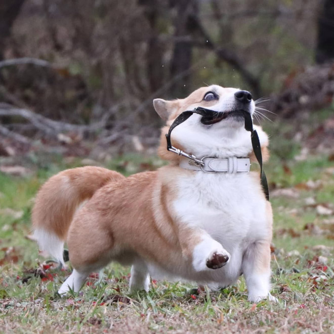 Goofy corgi.