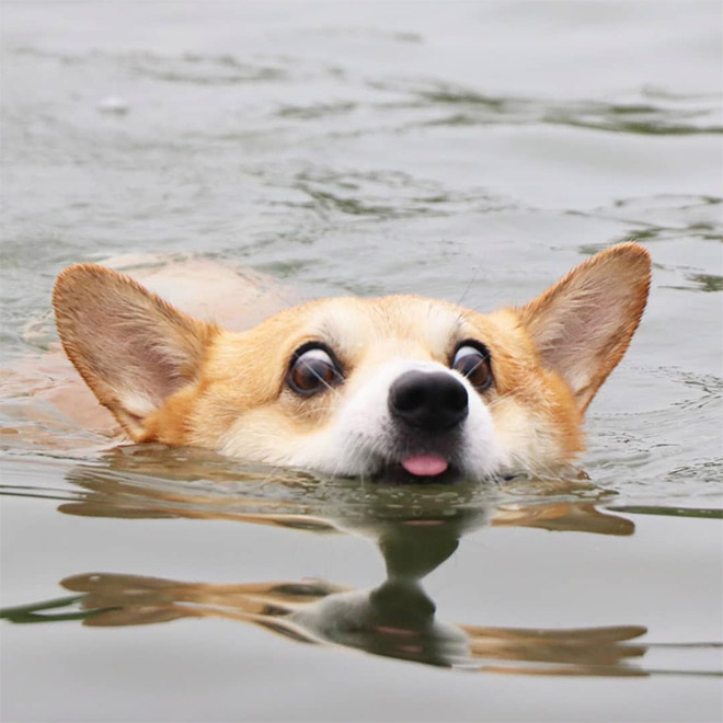 Goofy corgi.