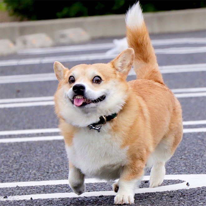 Goofy corgi.