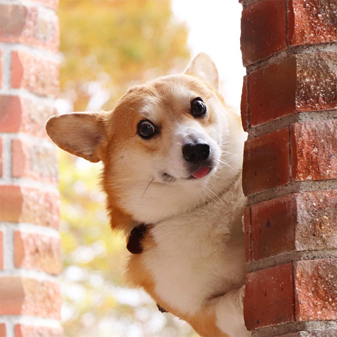 Goofy corgi.