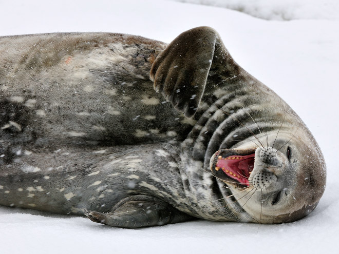 ROFLing seal.