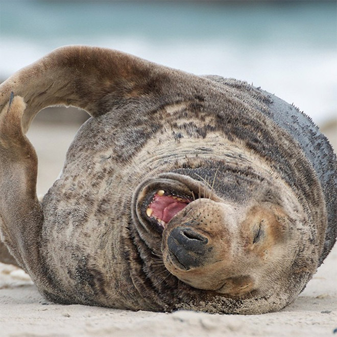 ROFLing seal.