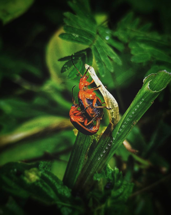 Insect lovemaking.