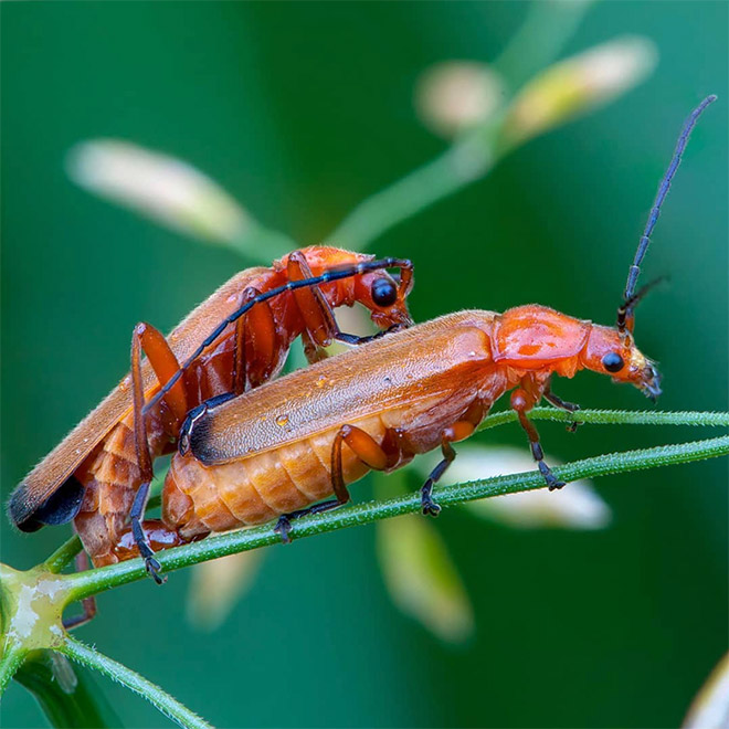 Insect lovemaking.