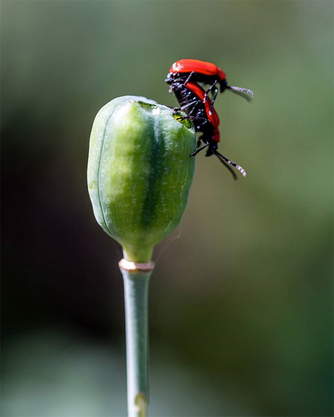 The World’s Most Romantic Gallery of Insect Sex
