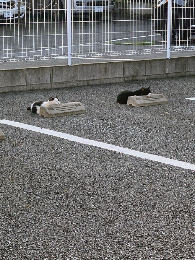 Cats sleeping on parking bumper pillows.