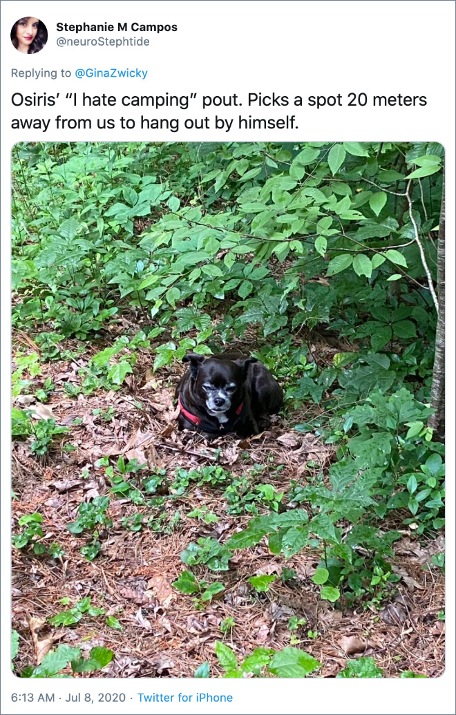 Osiris' "I hate camping" pout. Picks a spot 20 meters away from us to hang out by himself.