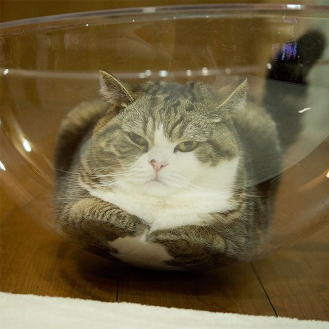 Cats in glass bowls are very satisfying to look at.