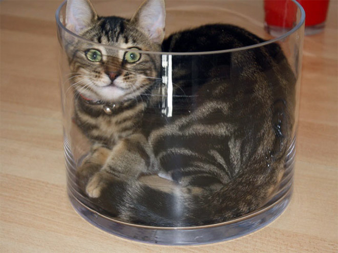 Cats in glass bowls are very satisfying to look at.