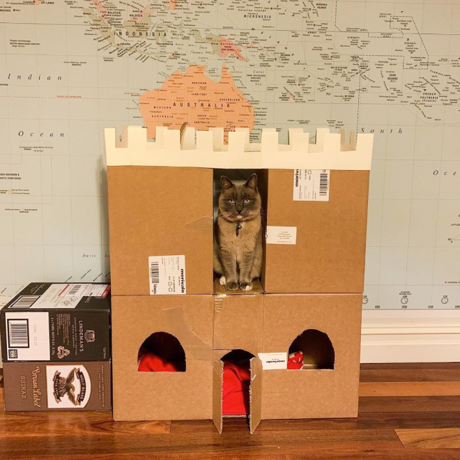 Epic cardboard cat fort.