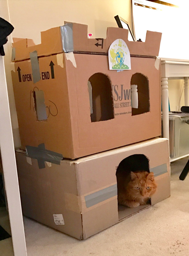 Epic cardboard cat fort.