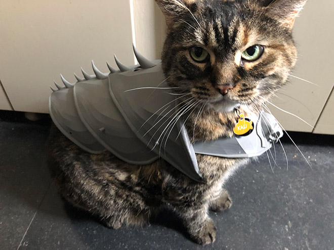 Cat in a battle armor.