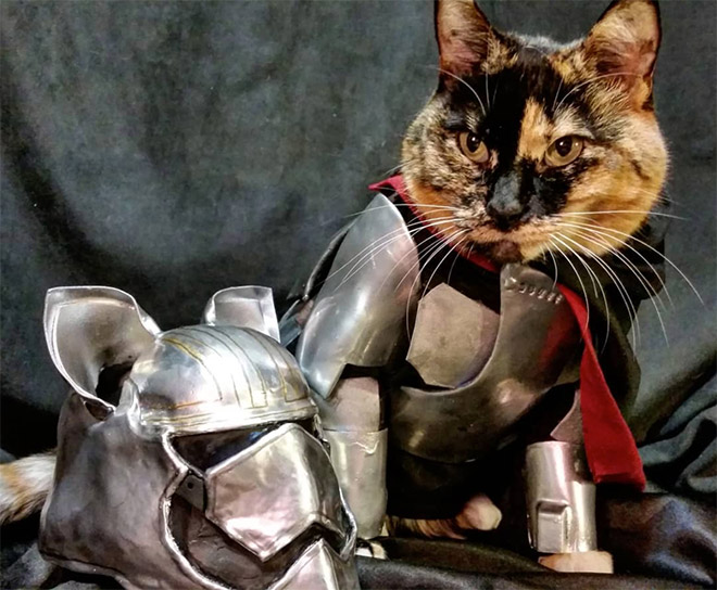 Cat in a battle armor.