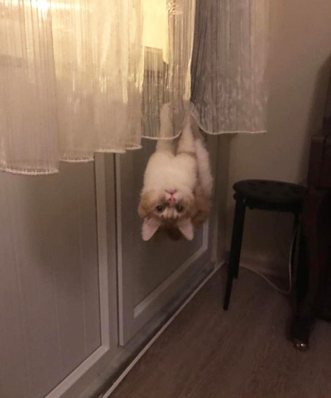 This cat defies the laws of physics.