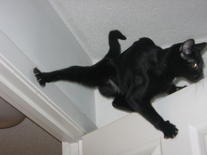 This cat defies the laws of physics.