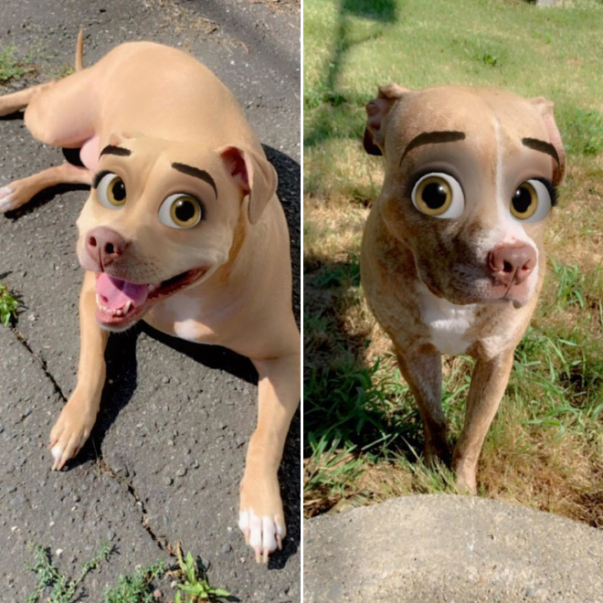 Disney eyes snapchat filter for dogs.