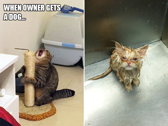 Cats are such drama queens! Each and every one of them deserves an Oscar.